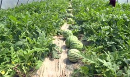 韩城吃瓜爆料最新事件,最新事件揭秘，真相令人震惊！